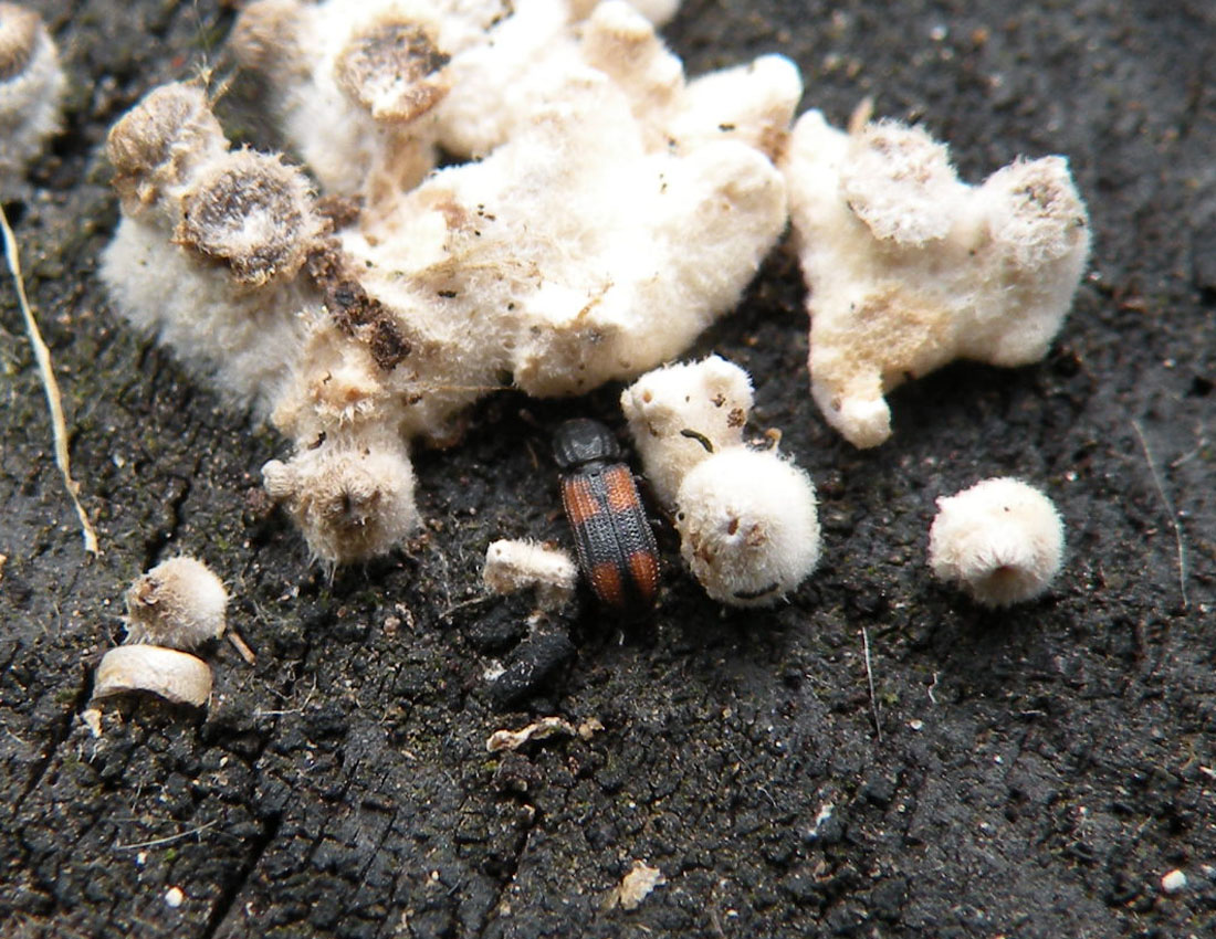 Zopheridae: Bitoma crenata